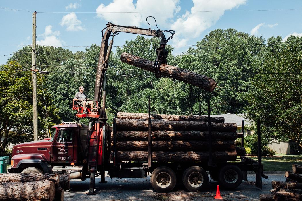 Top Tier Trees Image