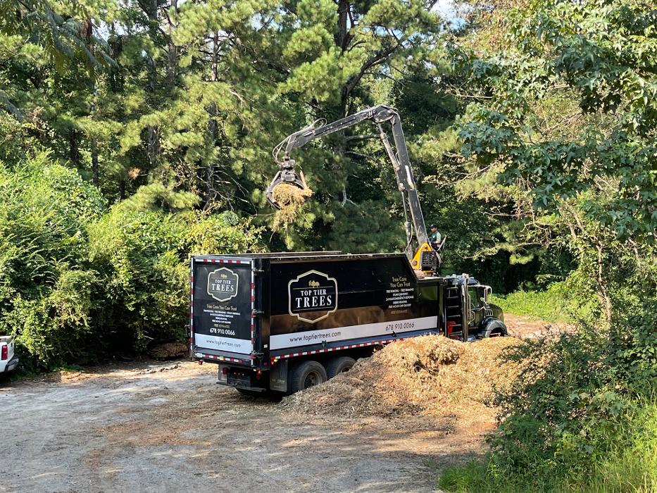 Top Tier Trees Image