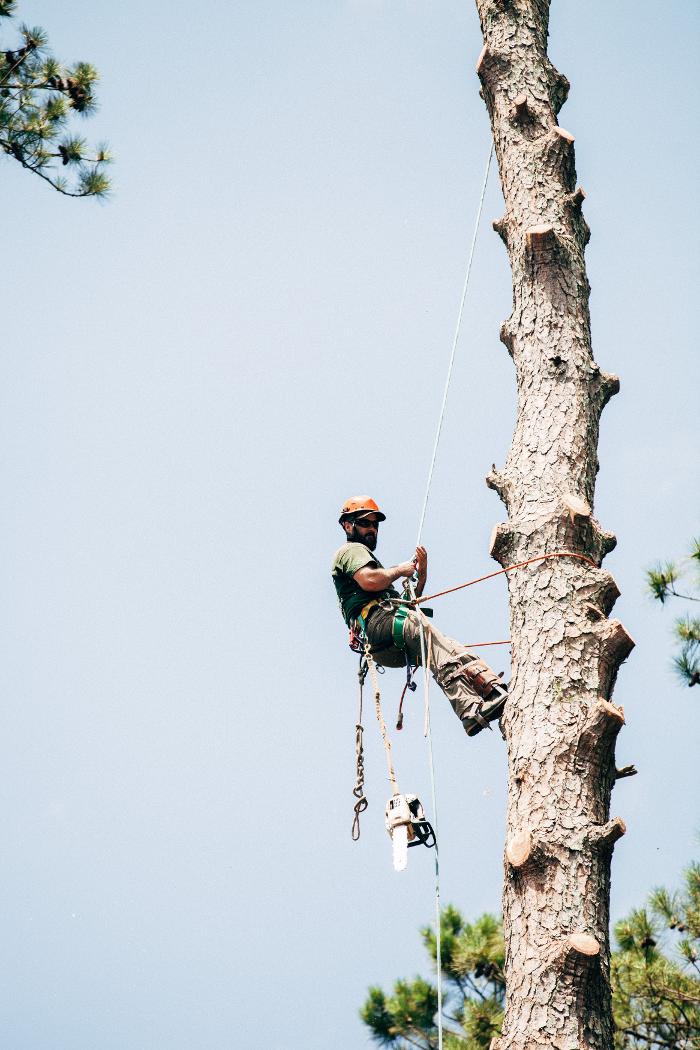 Top Tier Trees Image