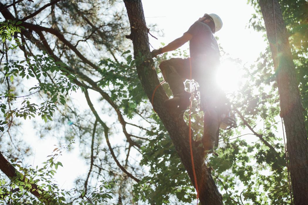 Top Tier Trees Image