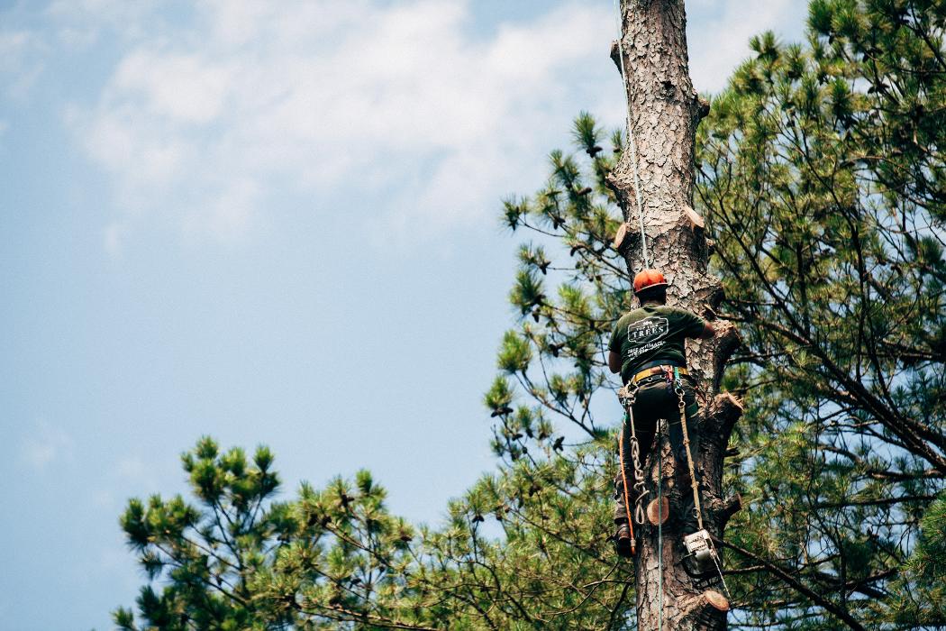 Top Tier Trees Image