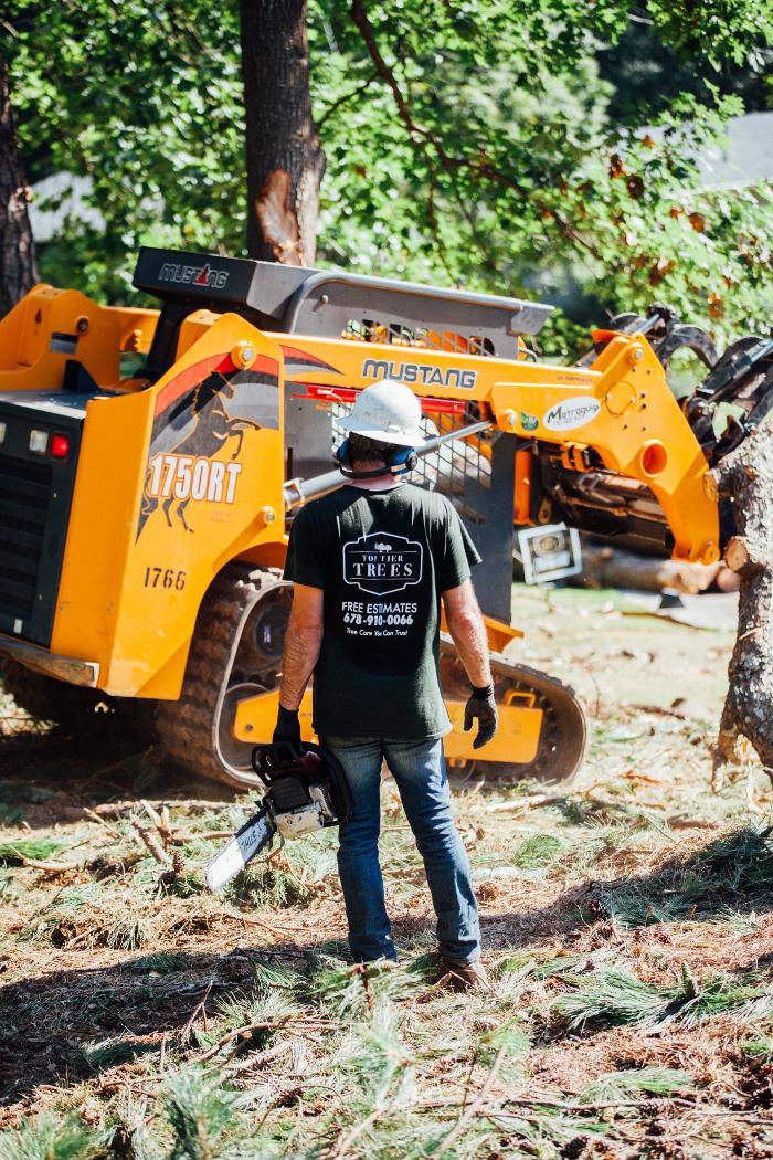 Top Tier Trees Image