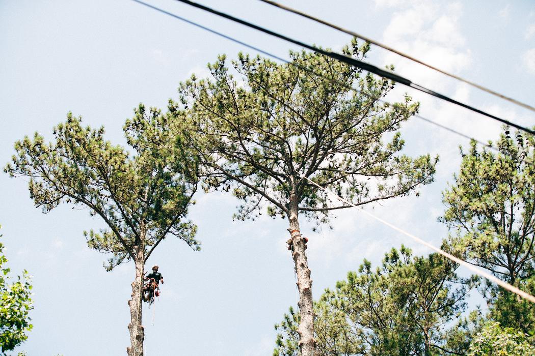 Top Tier Trees Image