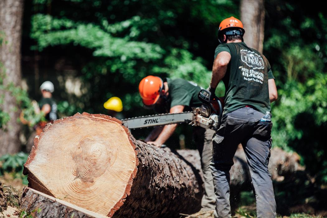 Top Tier Trees Image