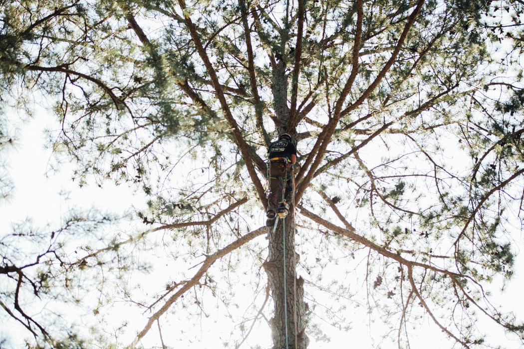 Top Tier Trees Image