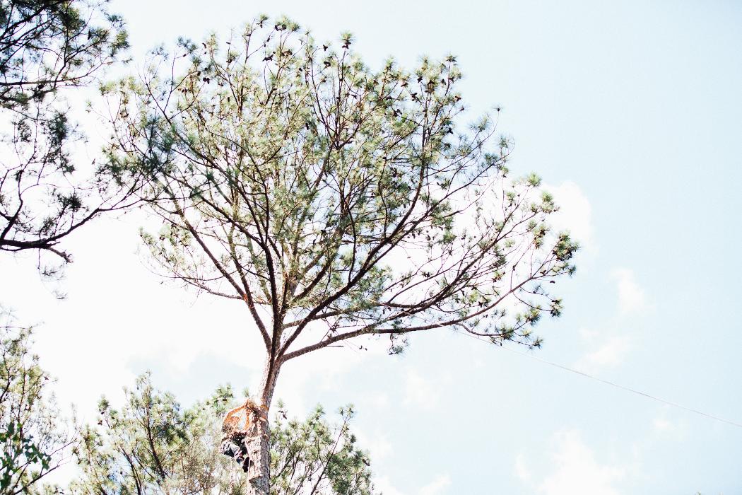 Top Tier Trees Image