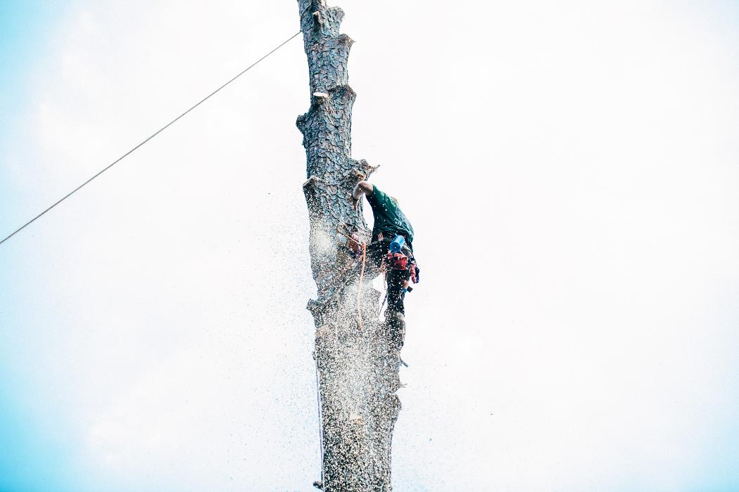 Top Tier Trees Image