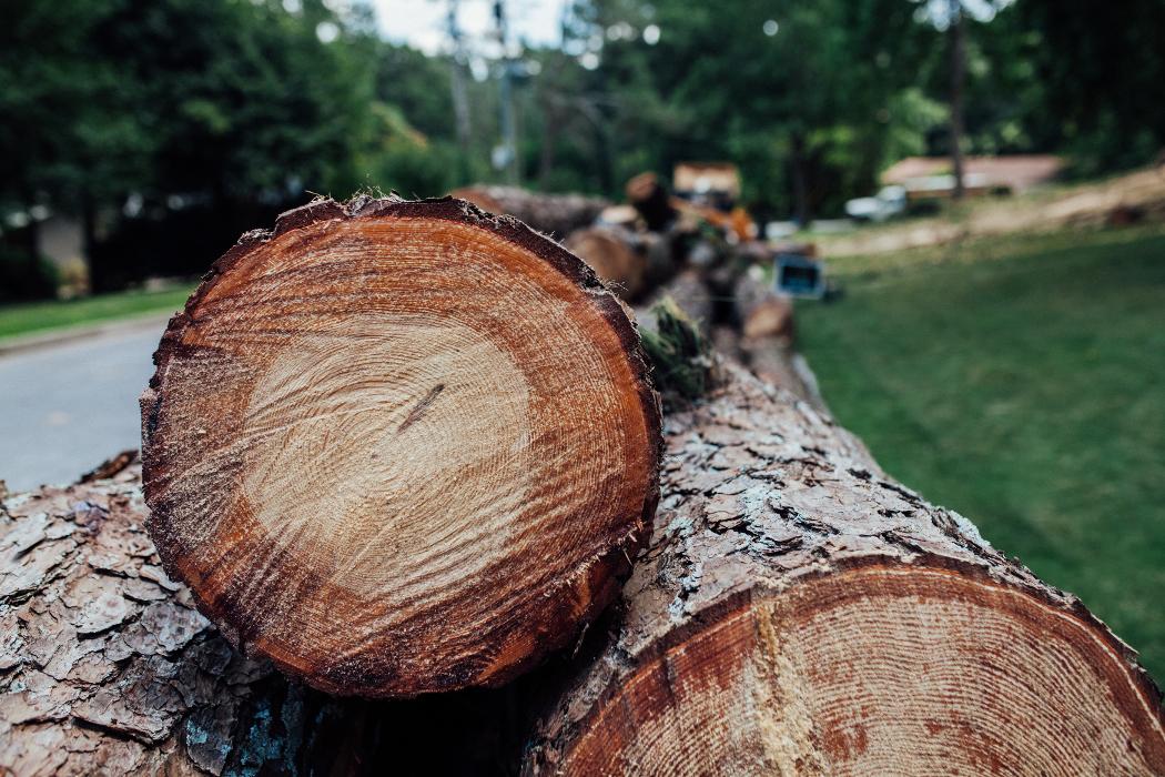 Top Tier Trees Image