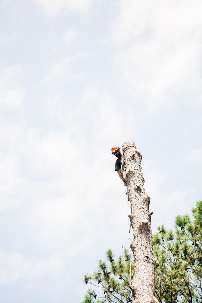 Top Tier Trees Image