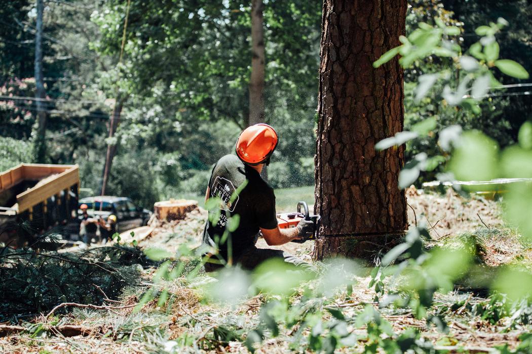 Top Tier Trees Image