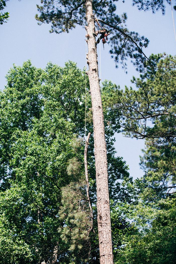 Top Tier Trees Image