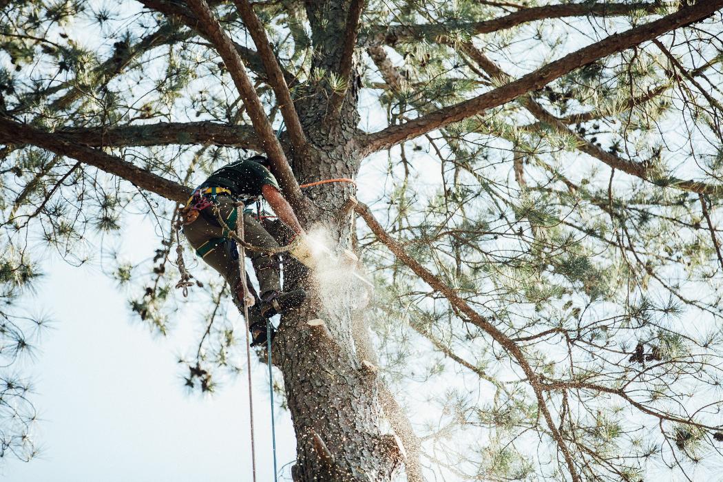 Top Tier Trees Image