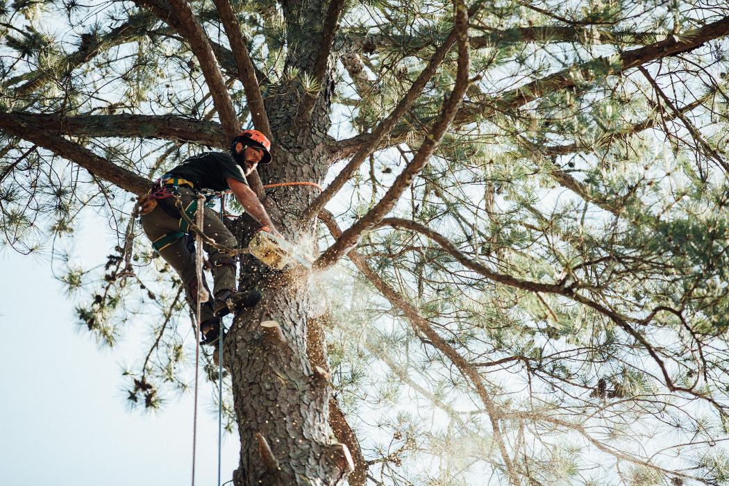 Top Tier Trees Image