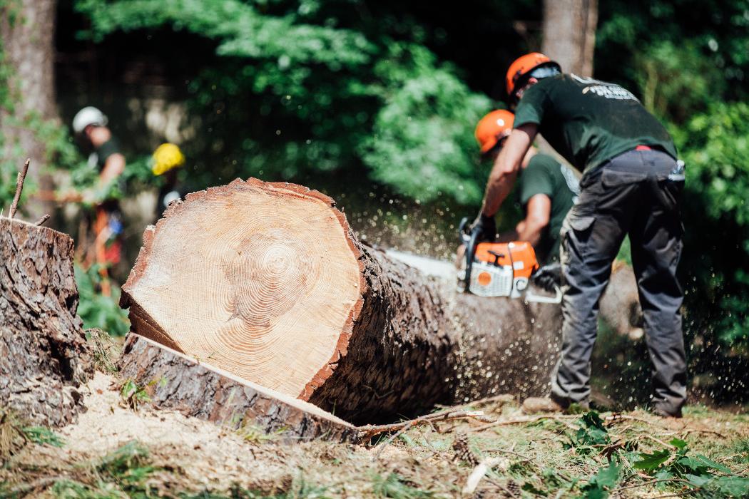 Top Tier Trees Image