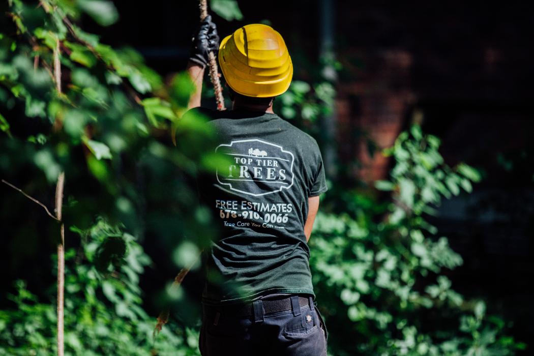 Top Tier Trees Image