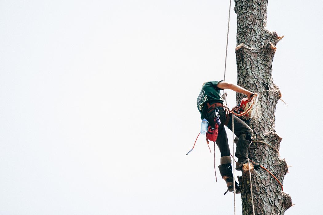 Top Tier Trees Image