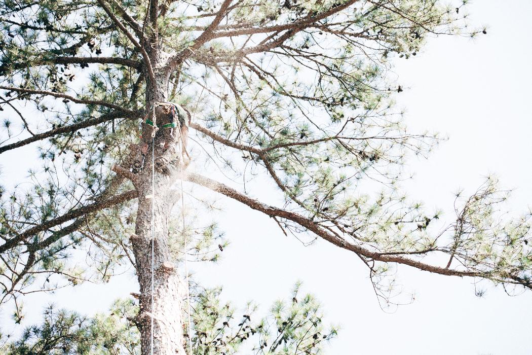 Top Tier Trees Image