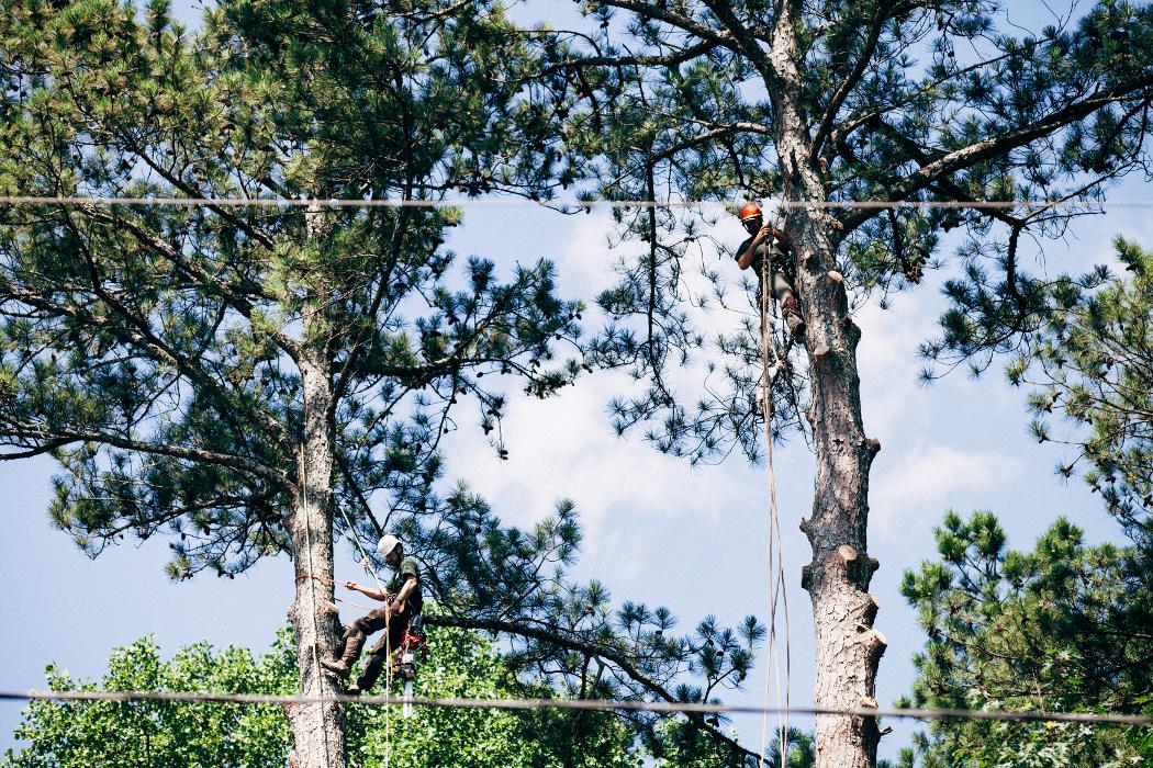 Top Tier Trees Image