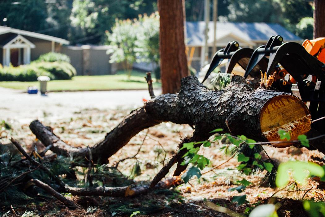 Top Tier Trees Image