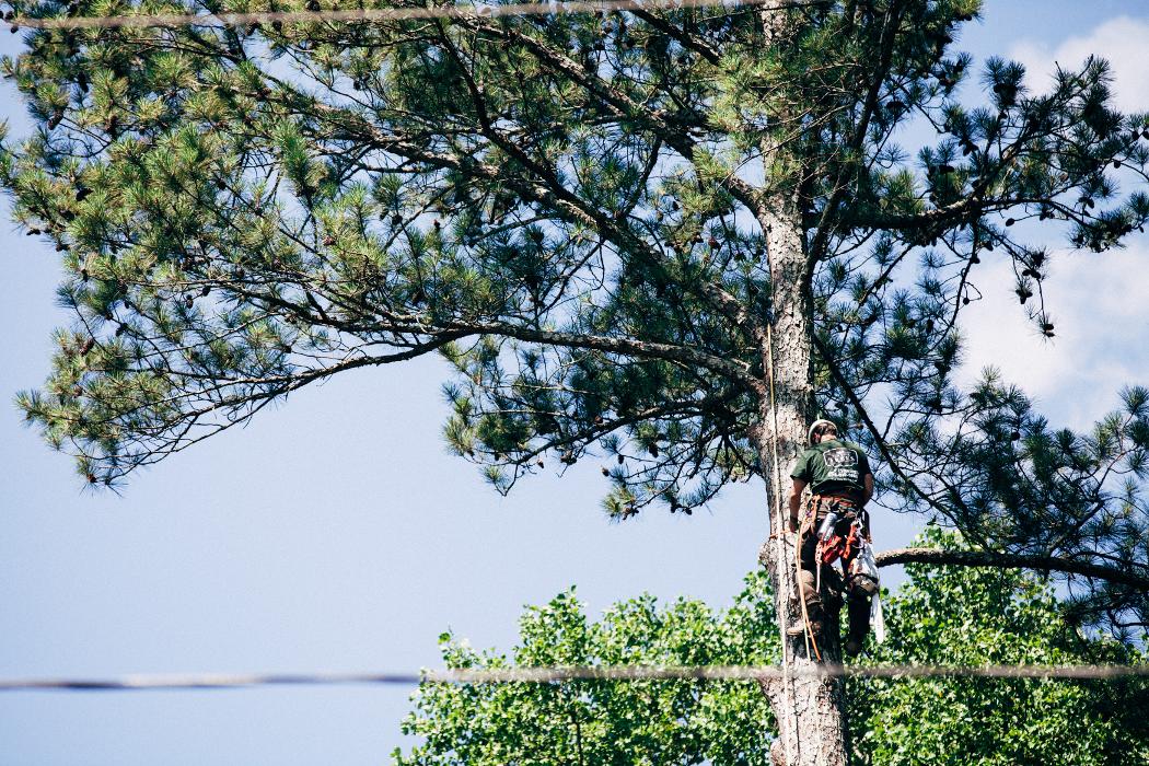 Top Tier Trees Image