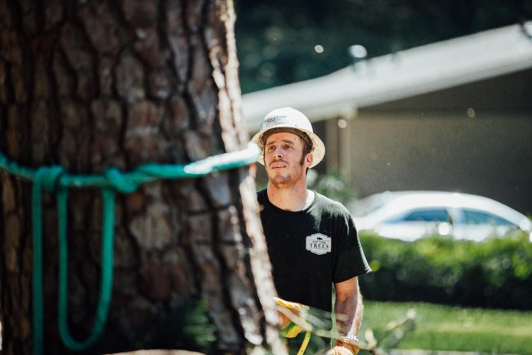 Top Tier Trees Image