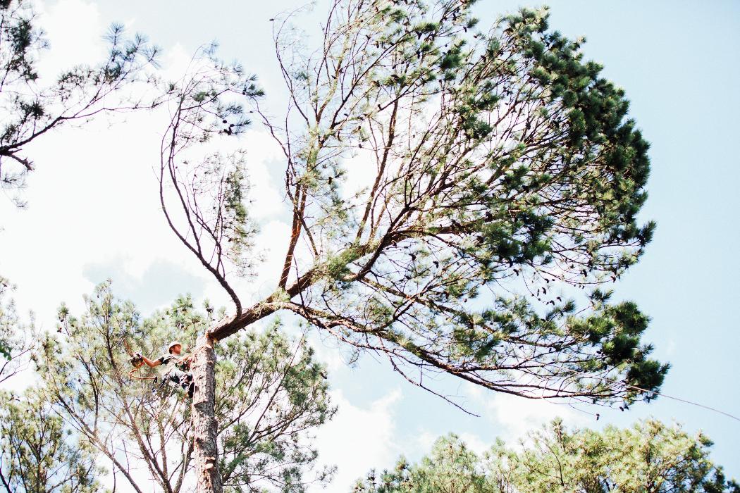 Top Tier Trees Image