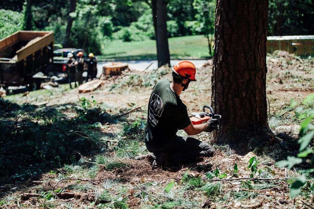 Top Tier Trees Image