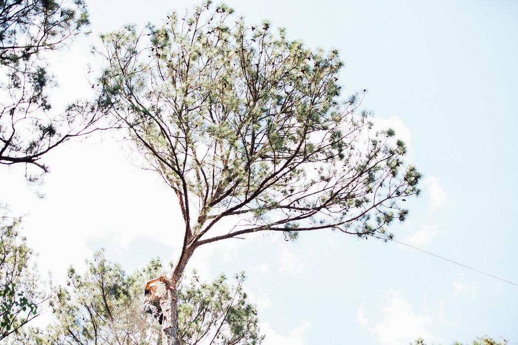 Top Tier Trees Image