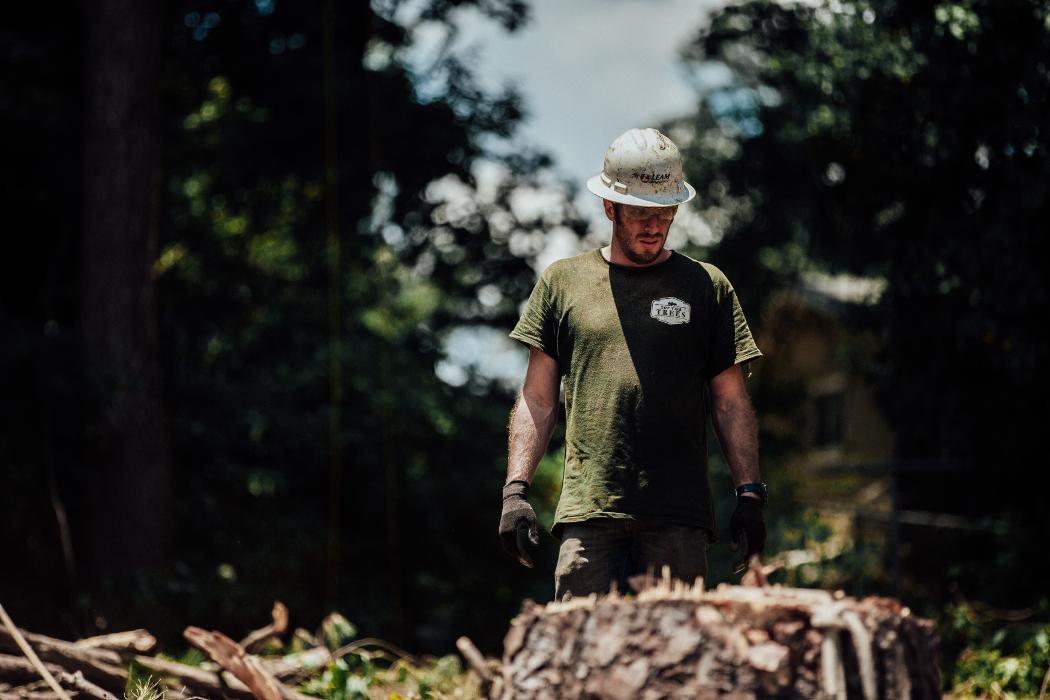 Top Tier Trees Image