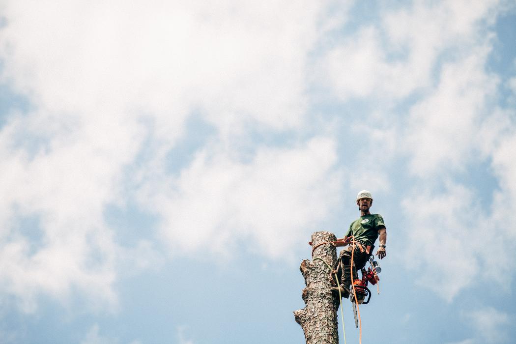 Top Tier Trees Image