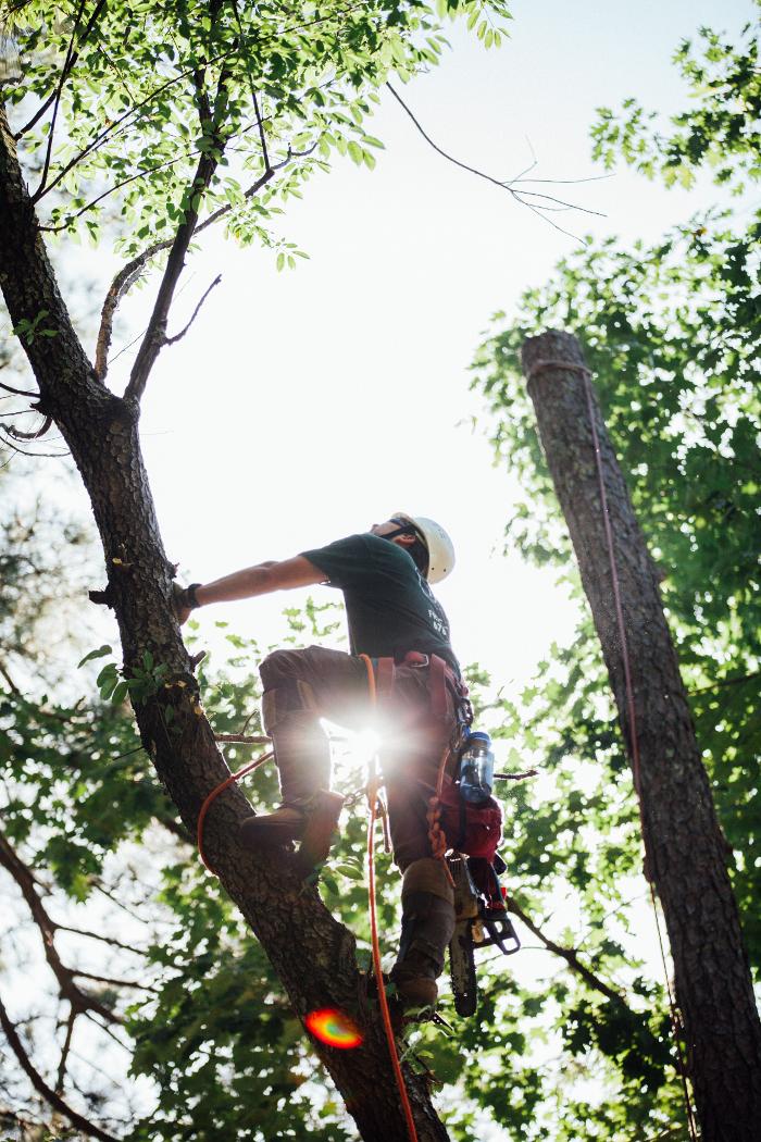 Top Tier Trees Image