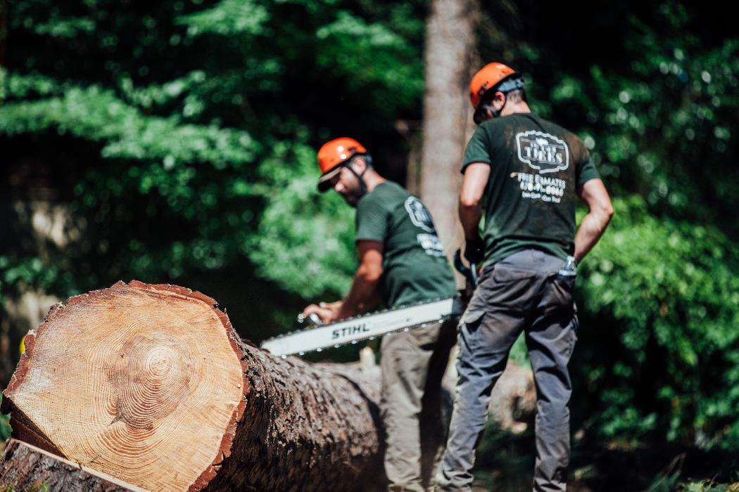 Top Tier Trees Image