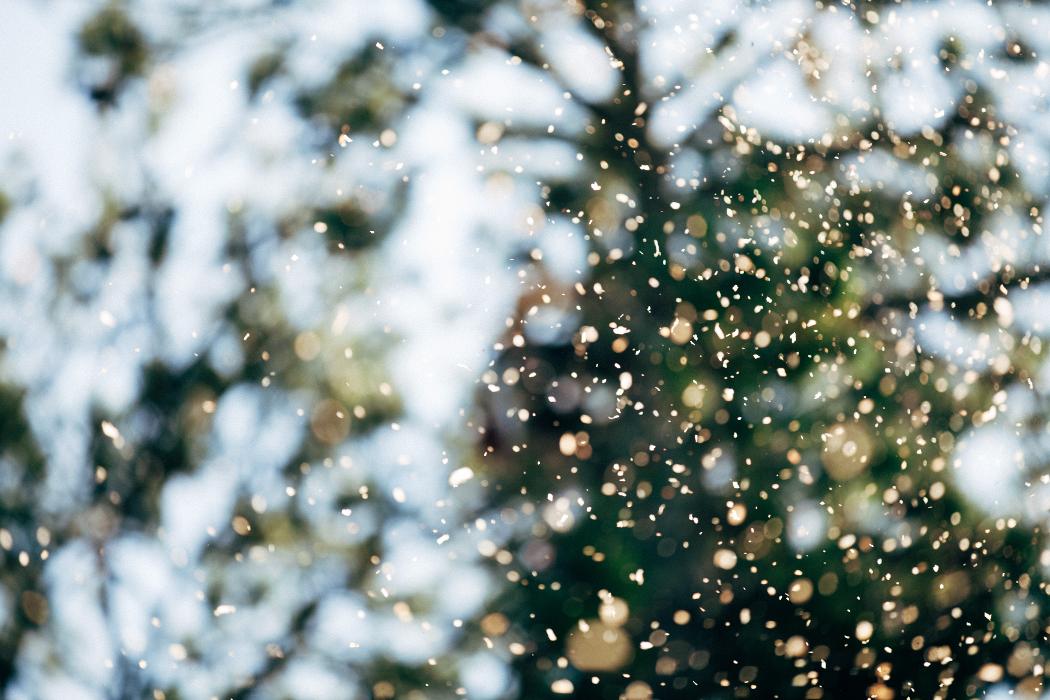 Top Tier Trees Image