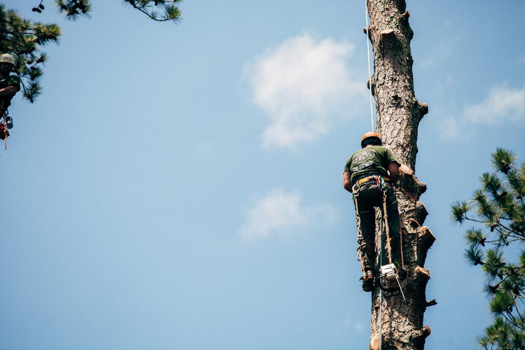 Top Tier Trees Image