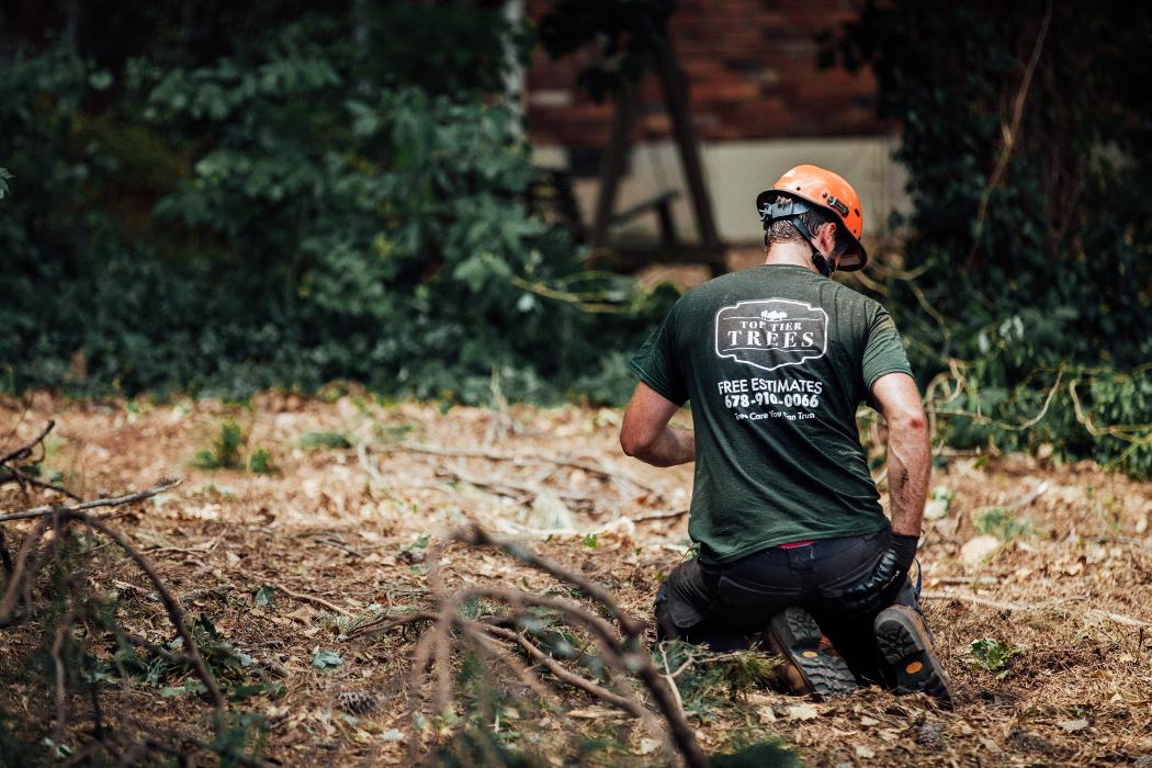 Top Tier Trees Image