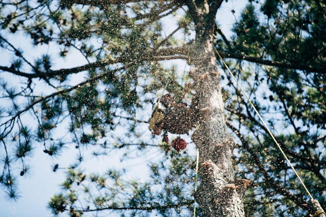 Top Tier Trees Image