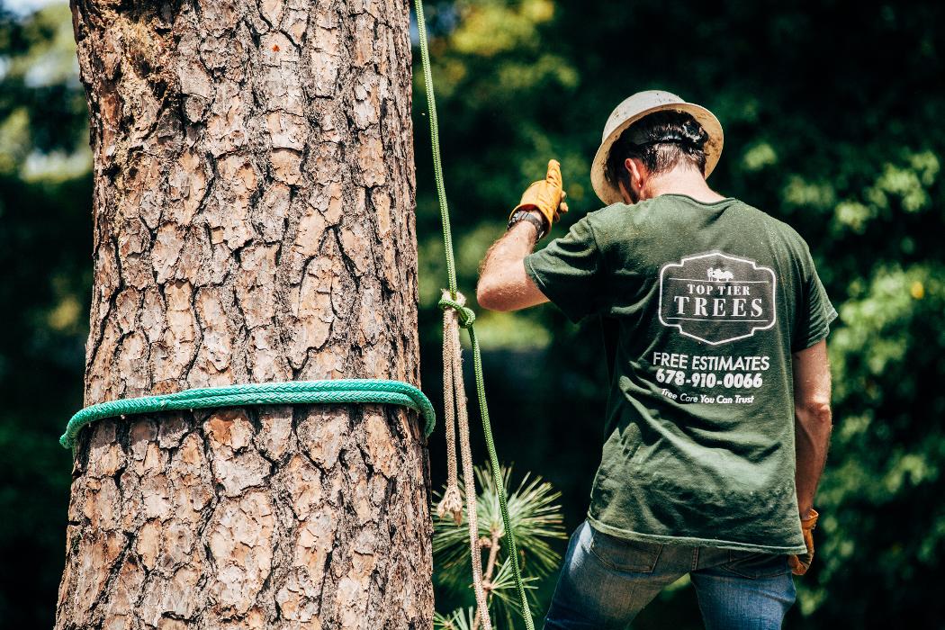 Top Tier Trees Image