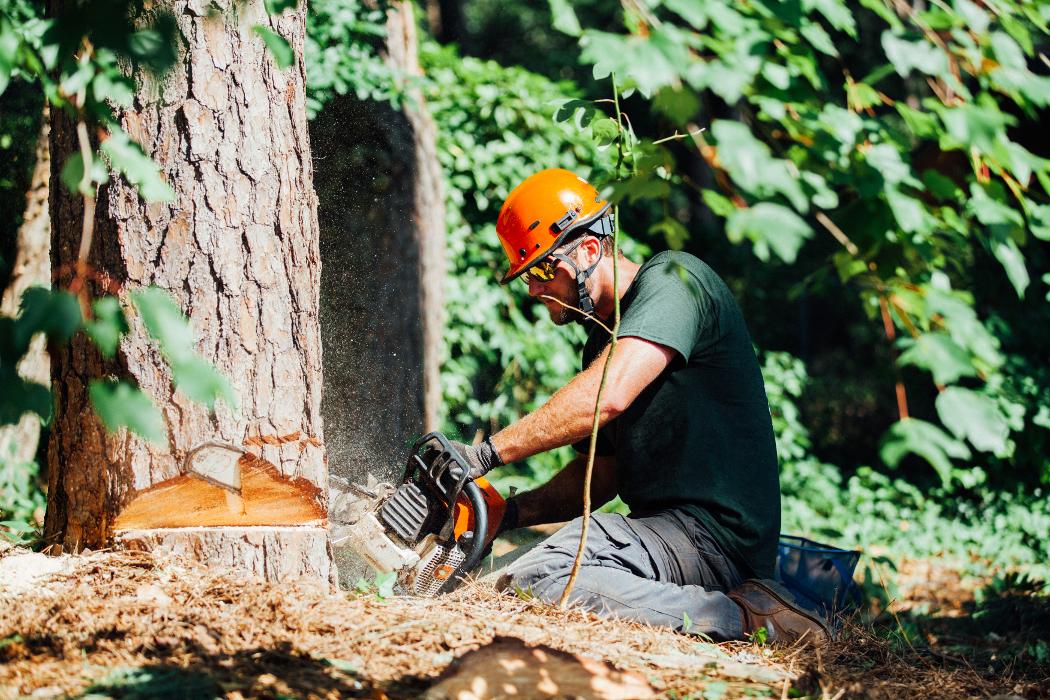 Top Tier Trees Image