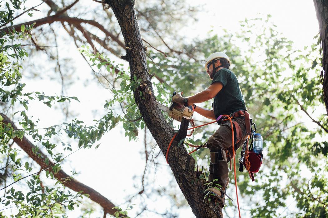 Top Tier Trees Image