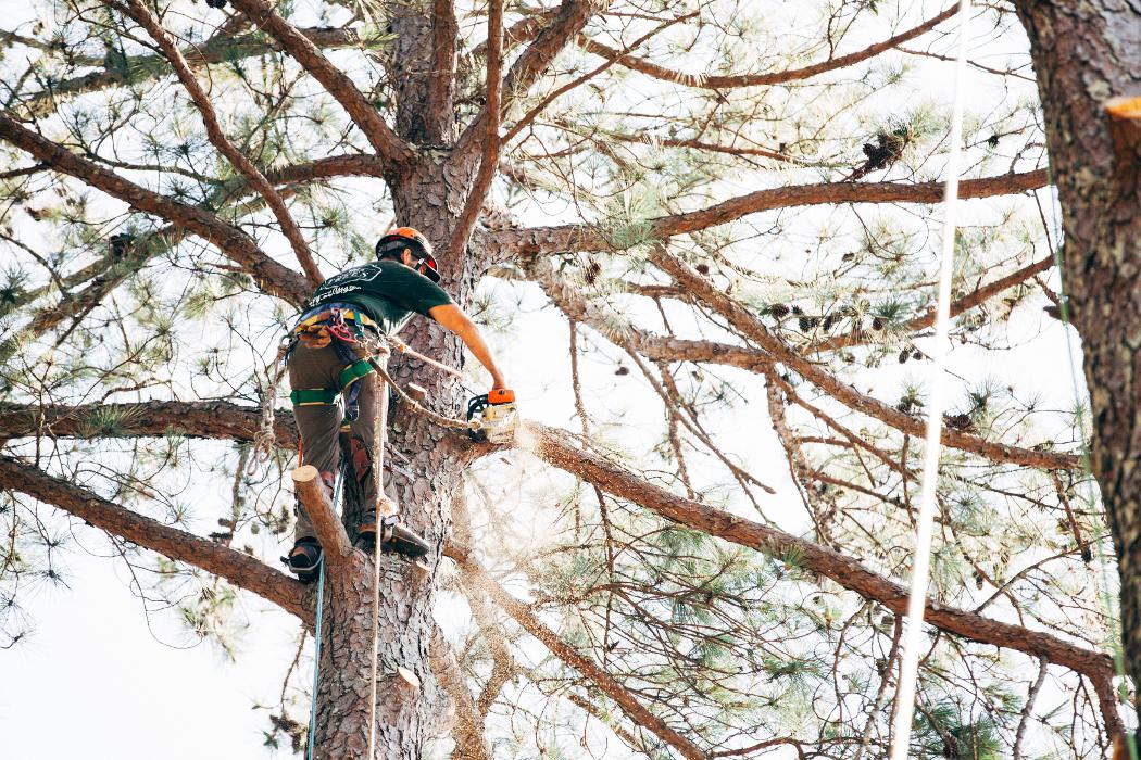 Top Tier Trees Image