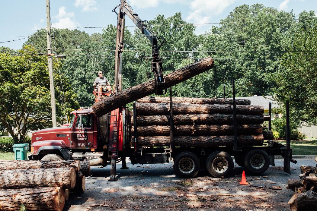 Top Tier Trees Image