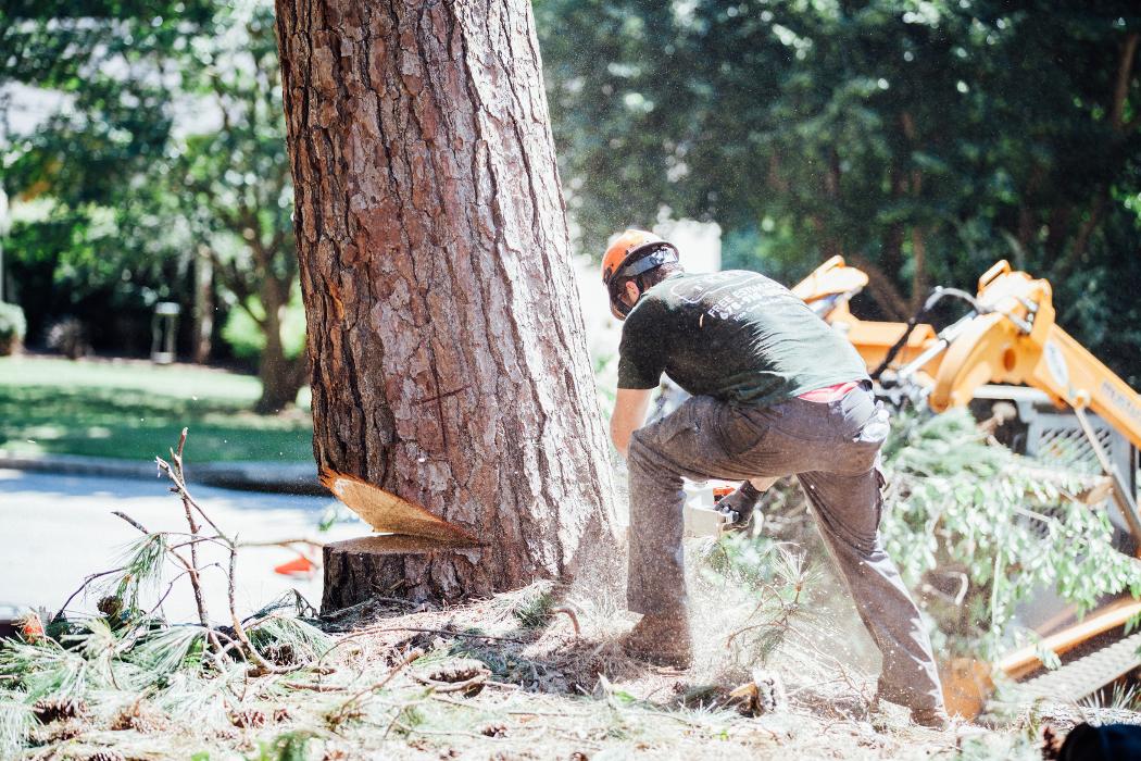 Top Tier Trees Image