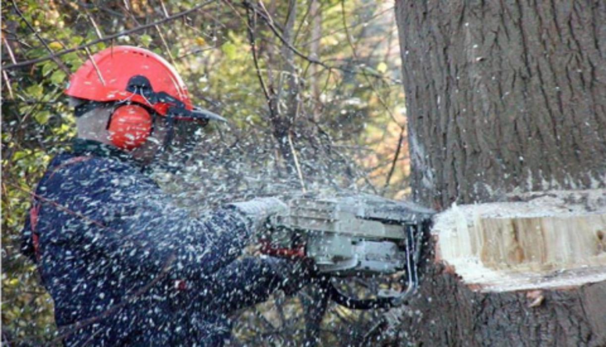 Top Tier Trees Image