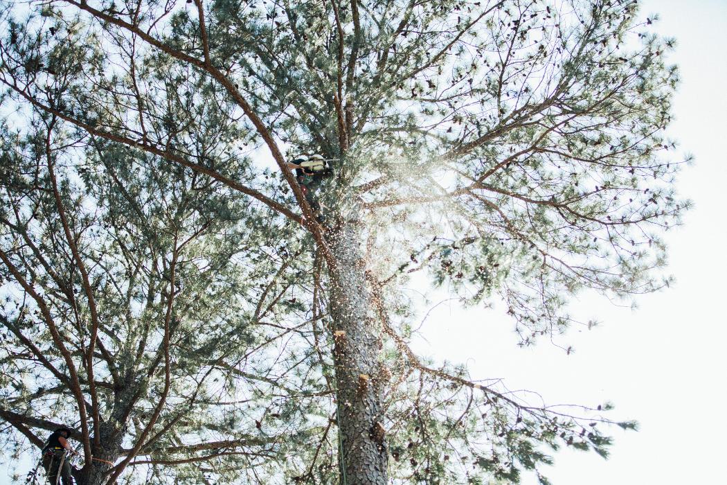 Top Tier Trees Image