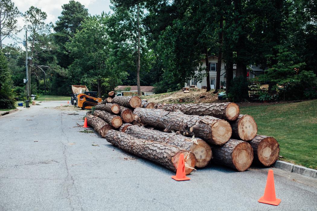 Top Tier Trees Image