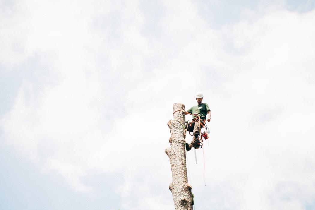 Top Tier Trees Image