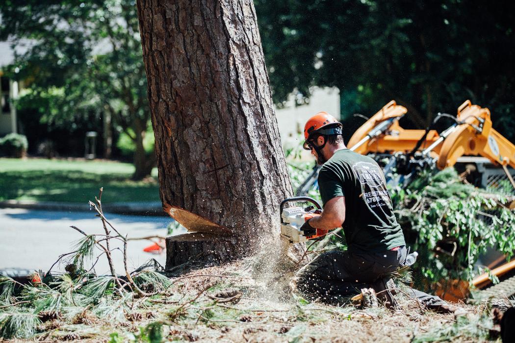 Top Tier Trees Image