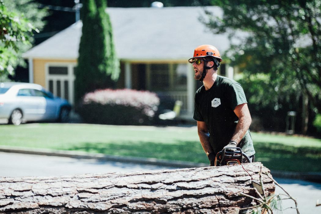 Top Tier Trees Image