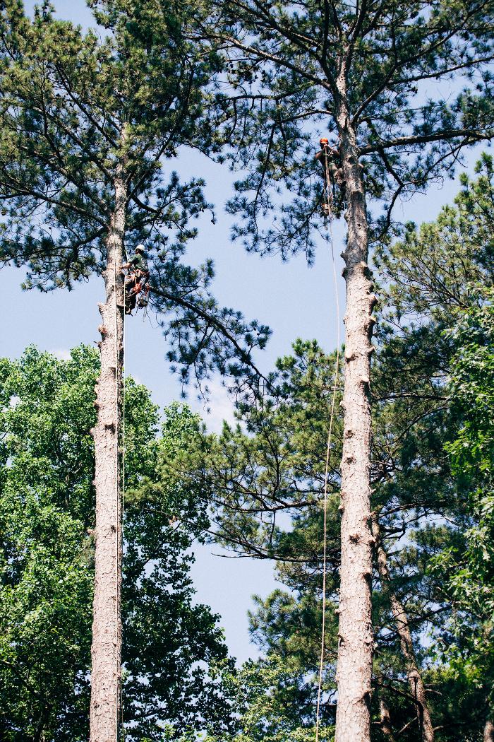 Top Tier Trees Image