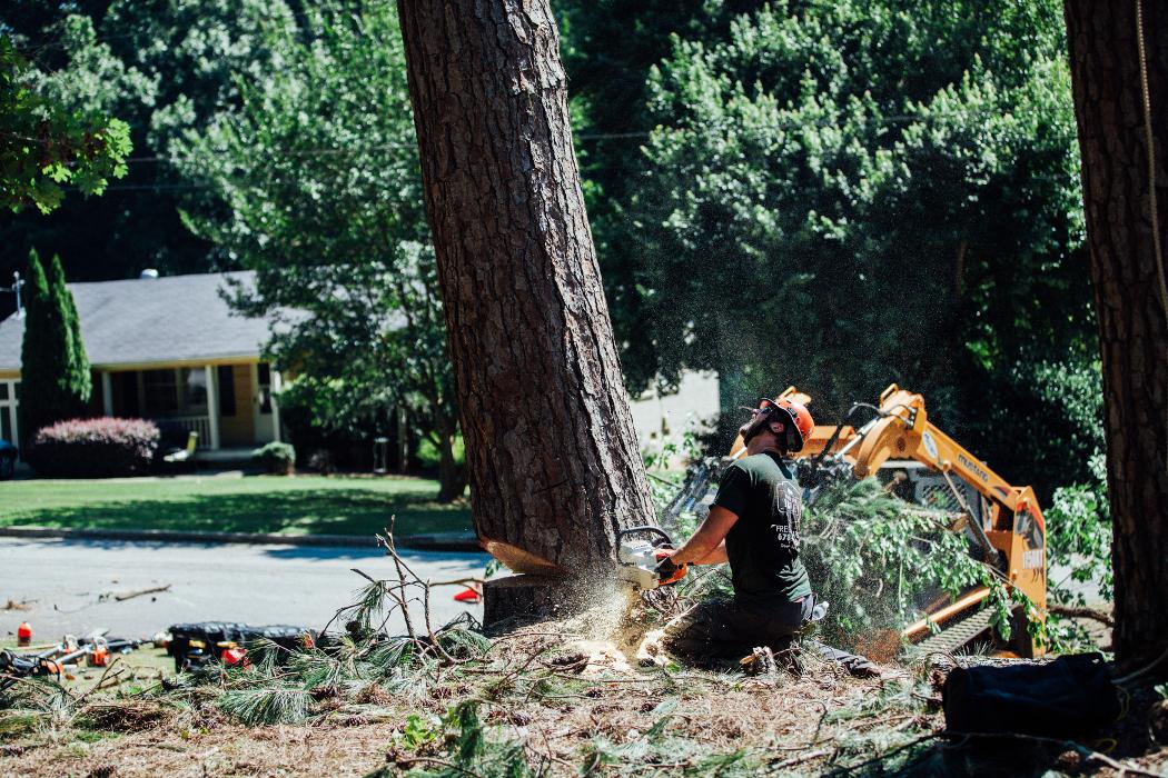 Top Tier Trees Image